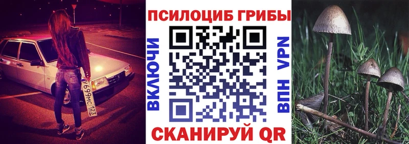 blacksprut онион Суджа Галлюциногенные грибы Cubensis даркнет сайт